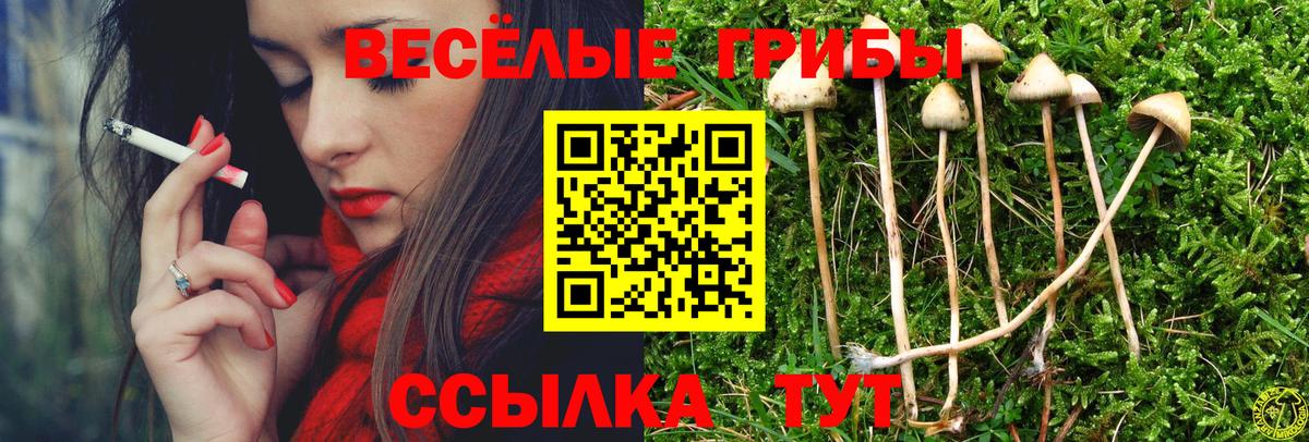 Псилоцибиновые грибы Psilocybine cubensis Саянск
